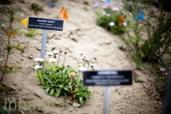 Lands End Lookout, San Francisco, EHDD, Lands End, Sutro Baths, LEED Platinum