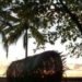 Ivan Juarez, X-Studio, X-Studio Architecture, Natural Architecture, Palm Observatory, Lightweave Palm Observatory, All Saints Bay Brazil, Itaparica Brazil, Green Building, Natural Building