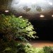 The Low Line Exhibit, Japanese Maple Tree, Subterranean Park, Underground Park, Fiberoptic sunlight transport, solar collection, fiber optic solar lights, lower east side, essex street market