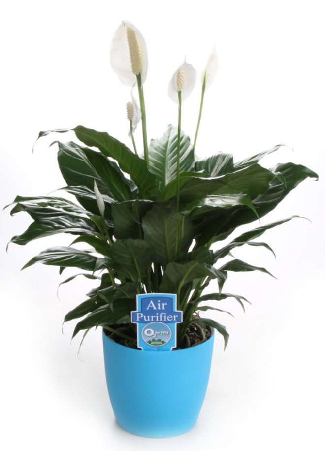 National Indoor Plant Week, indoor plants, indoor plant week, 02 for you, plants, houseplants, house plants, peace lilies, ferns and spider plants, benefits of indoor plants