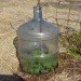 Extension gardening, cloches, hoophouse, greenhouse, winter garden