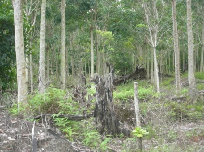 deforestation, indonesia, nasa, ames laboratory, california, environment, mongabay, global forest disturbance alert system, nasa ames laboratory, indonesia deforestation,