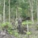deforestation, indonesia, nasa, ames laboratory, california, environment, mongabay, global forest disturbance alert system, nasa ames laboratory, indonesia deforestation,