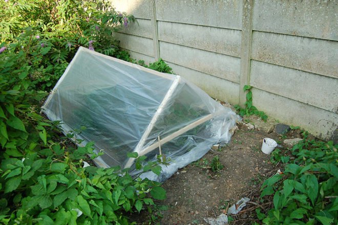 Extension gardening, cloches, hoophouse, greenhouse, winter garden
