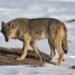us fish and wildlife service, gray wolf, endangered species act, esa, wyoming, protected species, wolf protection,