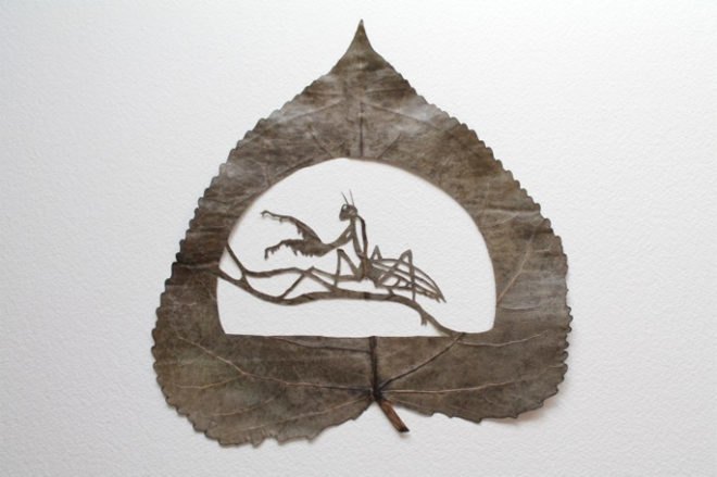 lorenzo duran, leaf art, cut-away, amantis religiosa