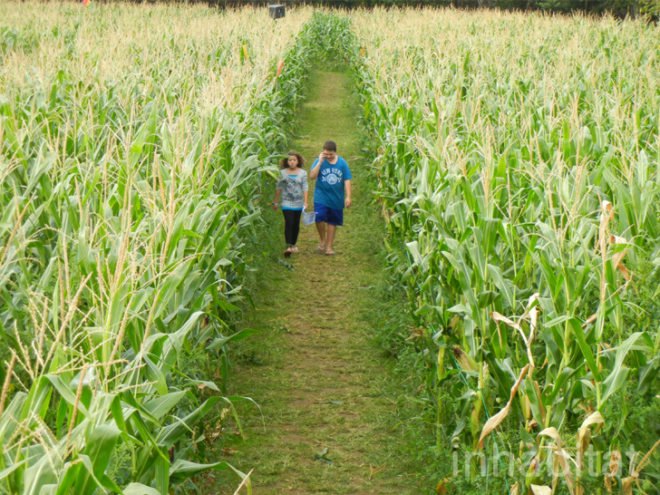 Amazing Maize Maze, queens county farm museum, fall activities nyc, fall festivals, fall foliage, fall food, fall fun, fall in new york, fall in new york city, things to do nyc, green nyc,