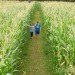 Amazing Maize Maze, queens county farm museum, fall activities nyc, fall festivals, fall foliage, fall food, fall fun, fall in new york, fall in new york city, things to do nyc, green nyc,