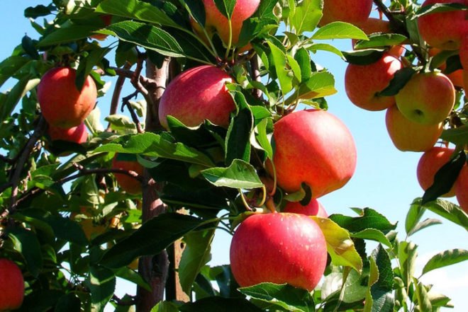 apples, wisconsin, Gay Mills, apple orchard, fruit tree, apple tree