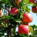 apples, wisconsin, Gay Mills, apple orchard, fruit tree, apple tree