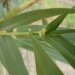 arundo, arundo donax, giant reed, cane, biofuel, energy crop, cellulosic ethanol, invasive species