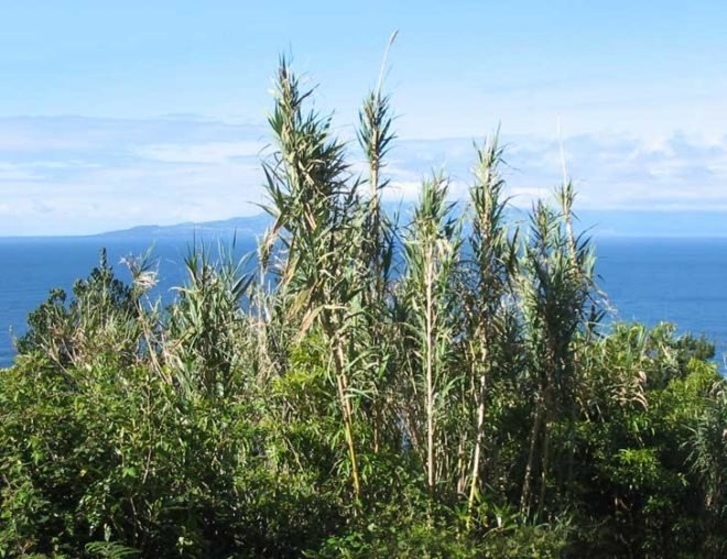 arundo, arundo donax, giant reed, cane, biofuel, energy crop, cellulosic ethanol, invasive species