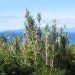 arundo, arundo donax, giant reed, cane, biofuel, energy crop, cellulosic ethanol, invasive species