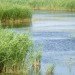 arundo, arundo donax, giant reed, cane, biofuel, energy crop, cellulosic ethanol, invasive species
