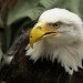 beauty the bald eagle, 3D printed beak, kinetic engineering group, idaho, birds of prey northwest