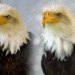 beauty the bald eagle, 3D printed beak, kinetic engineering group, idaho, birds of prey northwest