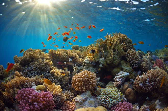 International Union for Conservation of Nature, caribbean, coral reef, climate change, global temperatures, caribbean coral reef,