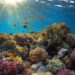 International Union for Conservation of Nature, caribbean, coral reef, climate change, global temperatures, caribbean coral reef,