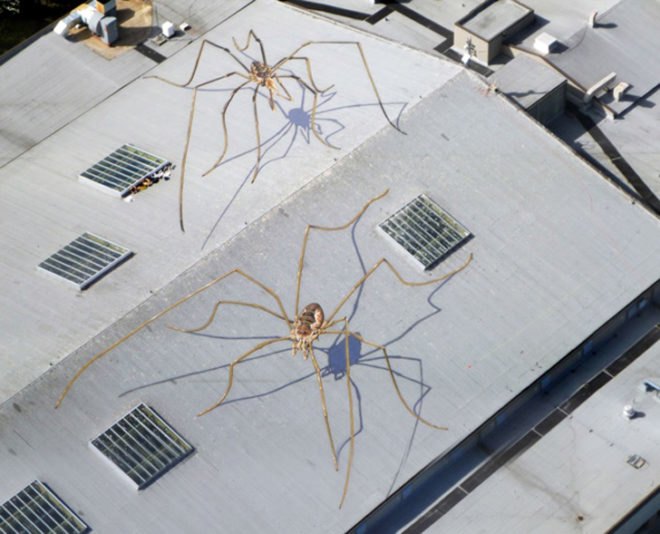 daddy long-legs, arachnids, mural, seattle center armory, marlin peterson, trompe l'oeil, roof