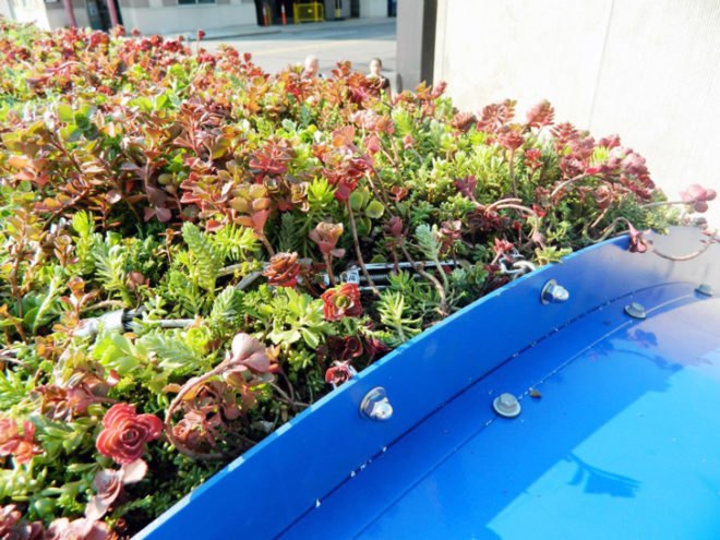 green design, eco design, sustainable design, eco_logic STUDIO, Kevin V. Connors, NFTA, Buffalo, Green roof, living roof, green roof bus shelter, hybrid bus, Niagara Frontier Transportation Authority, Kimberly Minkel, Mike Jackson, Green Top Living Roof, rainwater filtration, North Division and Ellicott