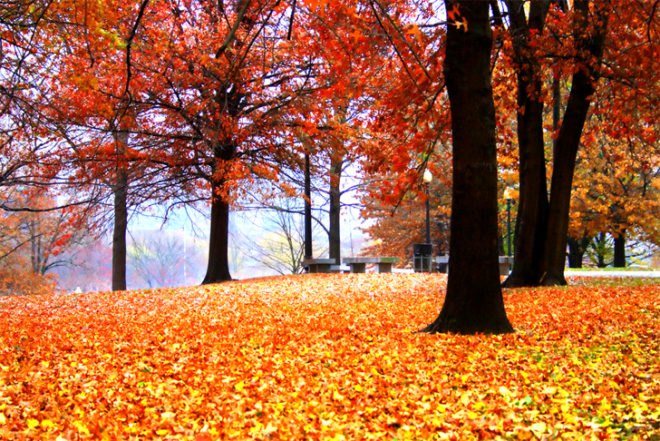 Fall Foliage Tours, fall activities nyc, fall festivals, fall foliage, fall food, fall fun, fall in new york, fall in new york city, things to do nyc, green nyc,