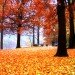 Fall Foliage Tours, fall activities nyc, fall festivals, fall foliage, fall food, fall fun, fall in new york, fall in new york city, things to do nyc, green nyc,