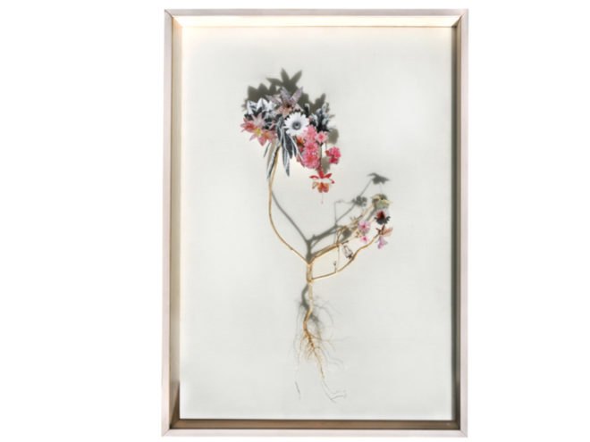flower construction, anne ten donkelaar, flowers, plants, collage, netherlands