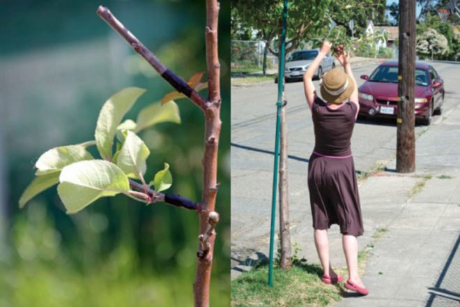 Guerrilla Grafters, spontaneous interventions, fruit grafting, fruit trees, san francisco