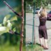 Guerrilla Grafters, spontaneous interventions, fruit grafting, fruit trees, san francisco