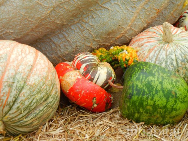 haunted pumpkin garden, botanical gardens, fall events, fall events nyc, New York botanical gardens, news, ny botanical gardens, nyc events, pumpkin, pumpkin carving, pumpkin events, ray villafane, world’s largest pumpkin, bronx botanical garden, things to do fall, autumn events, fall events nyc, pumpkin picking, pumpkin garden