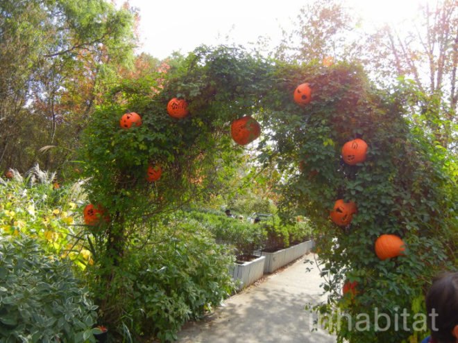 haunted pumpkin garden, botanical gardens, fall events, fall events nyc, New York botanical gardens, news, ny botanical gardens, nyc events, pumpkin, pumpkin carving, pumpkin events, ray villafane, world’s largest pumpkin, bronx botanical garden, things to do fall, autumn events, fall events nyc, pumpkin picking, pumpkin garden