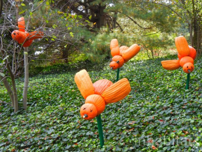 haunted pumpkin garden, botanical gardens, fall events, fall events nyc, New York botanical gardens, news, ny botanical gardens, nyc events, pumpkin, pumpkin carving, pumpkin events, ray villafane, world’s largest pumpkin, bronx botanical garden, things to do fall, autumn events, fall events nyc, pumpkin picking, pumpkin garden