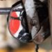Everything is Incredible, helicopter, junk helicopter, polio, recycled materials, augustin,