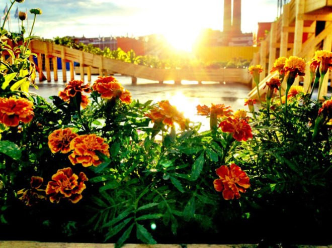 wayward plants, urban gardening, helsinki plant tram, dodo group, british council, helsinki design festival, landscape design