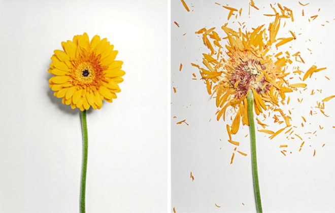 jon shireman, broken flowers, liquid nitrogen, shatter
