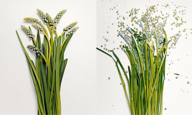 jon shireman, broken flowers, liquid nitrogen, shatter