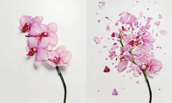 jon shireman, broken flowers, liquid nitrogen, shatter