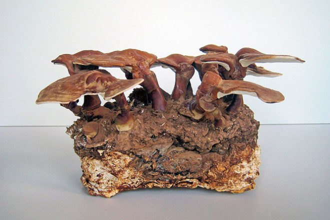 Philip Ross, mycelium, fungus furniture, Phil Ross, mushroom, mycelium building material