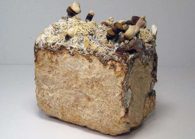 Philip Ross, mycelium, fungus furniture, Phil Ross, mushroom, mycelium building material