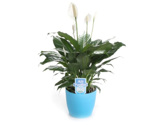 National Indoor Plant Week, indoor plants, indoor plant week, 02 for you, plants, houseplants, house plants, peace lilies, ferns and spider plants, benefits of indoor plants