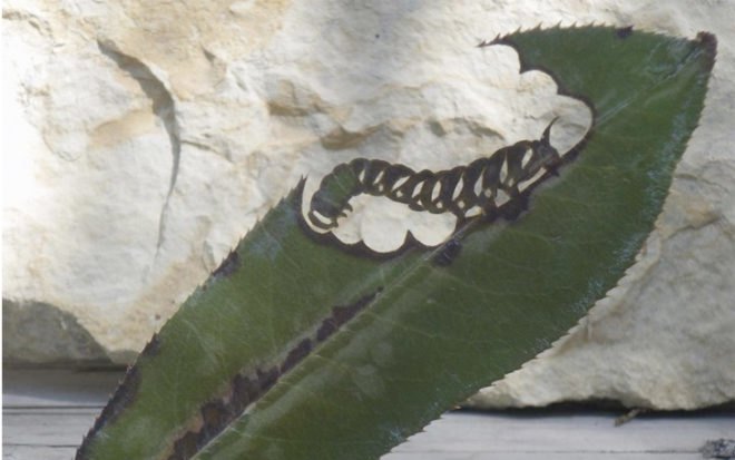 lorenzo duran, leaf art, cut-away, spain, oruga