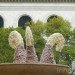 bryant park, bryant park sheep, campaign for wool, sheep, sheep bryant park, wool, wool event, yarn