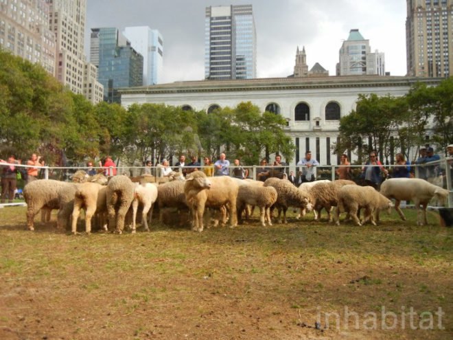 bryant park, bryant park sheep, campaign for wool, sheep, sheep bryant park, wool, wool event, yarn