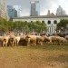 bryant park, bryant park sheep, campaign for wool, sheep, sheep bryant park, wool, wool event, yarn