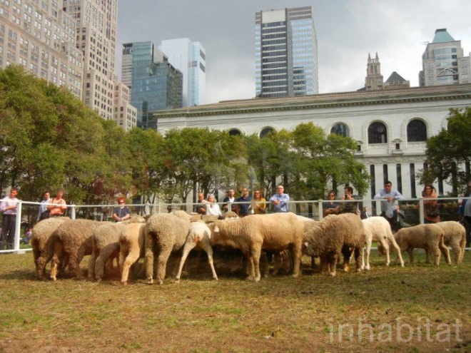 bryant park, bryant park sheep, campaign for wool, sheep, sheep bryant park, wool, wool event, yarn