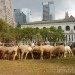 bryant park, bryant park sheep, campaign for wool, sheep, sheep bryant park, wool, wool event, yarn