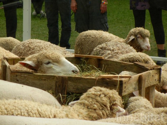 bryant park, bryant park sheep, campaign for wool, sheep, sheep bryant park, wool, wool event, yarn
