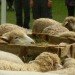 bryant park, bryant park sheep, campaign for wool, sheep, sheep bryant park, wool, wool event, yarn