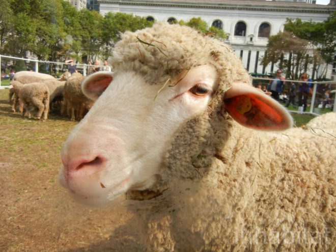 bryant park, bryant park sheep, campaign for wool, sheep, sheep bryant park, wool, wool event, yarn