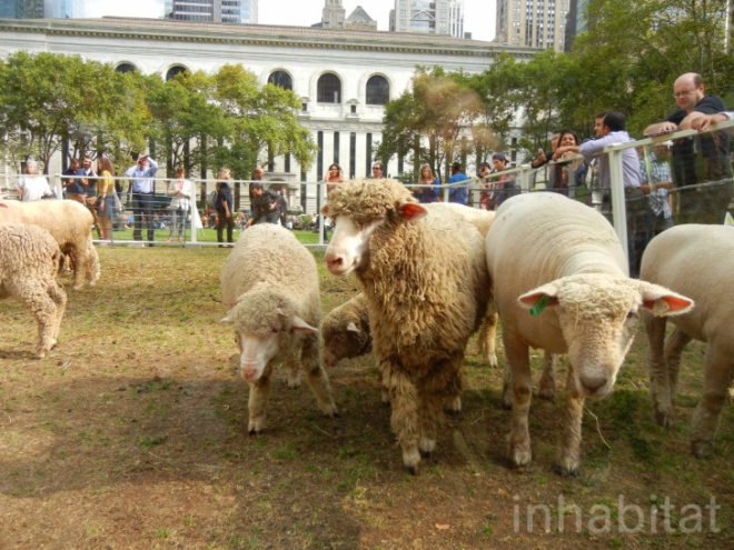 bryant park, bryant park sheep, campaign for wool, sheep, sheep bryant park, wool, wool event, yarn
